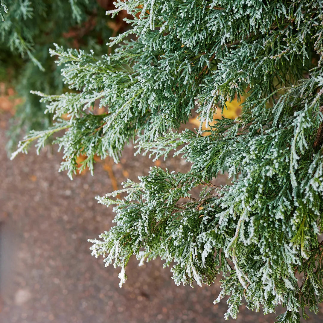 Juniperus scopulorum Foliage Plant
