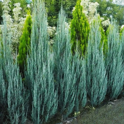 Buy Juniperus scopulorum Plant - Lalit enterprise