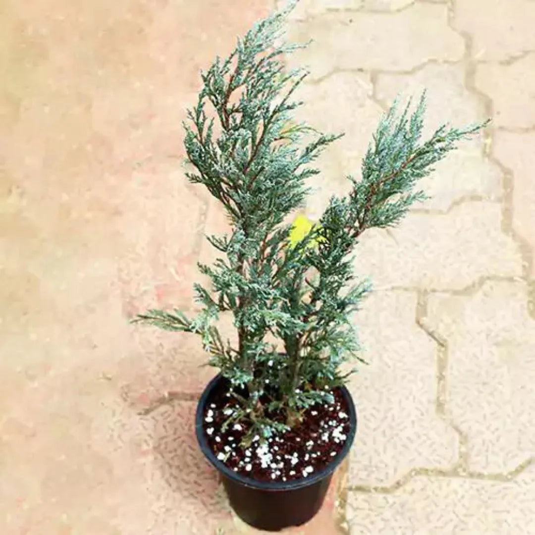 Buy Blue arrow Juniperus - Lalit Enterprise
