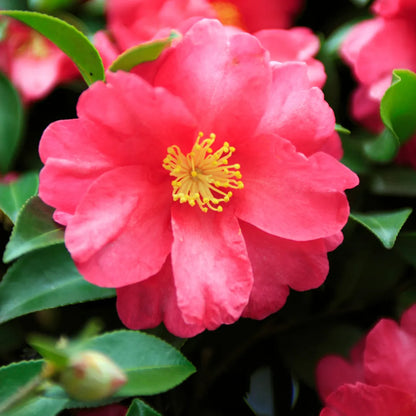 Japanese Camellia Plant - Lalit Enterprise