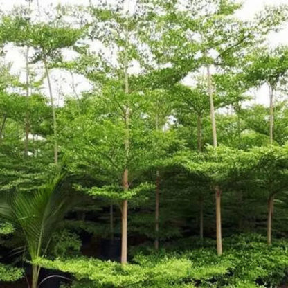 Buy Terminalia Mantaly (Green) Plant - Lalit enterprise