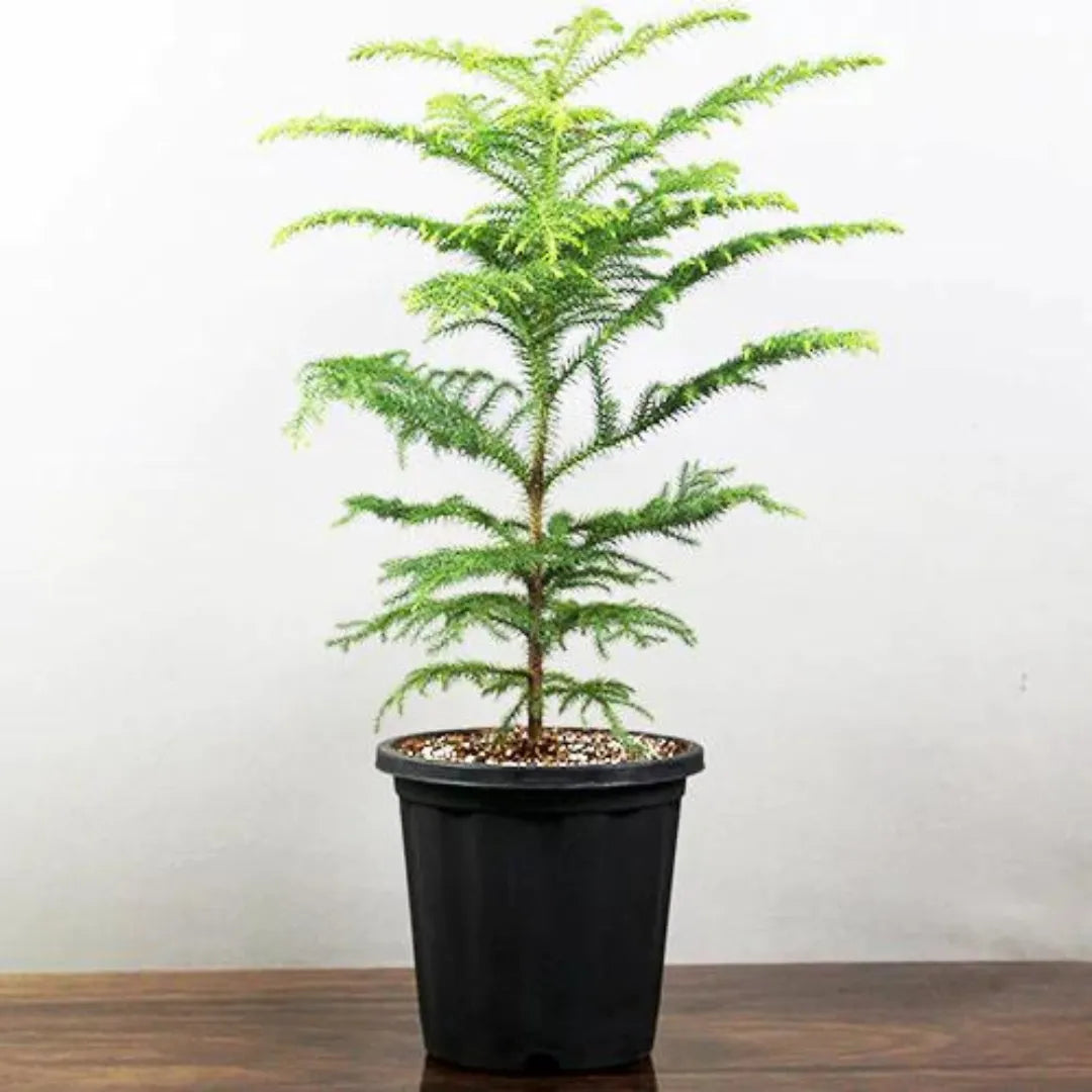 Buy Christmas Tree Plant - Lalit enterprise