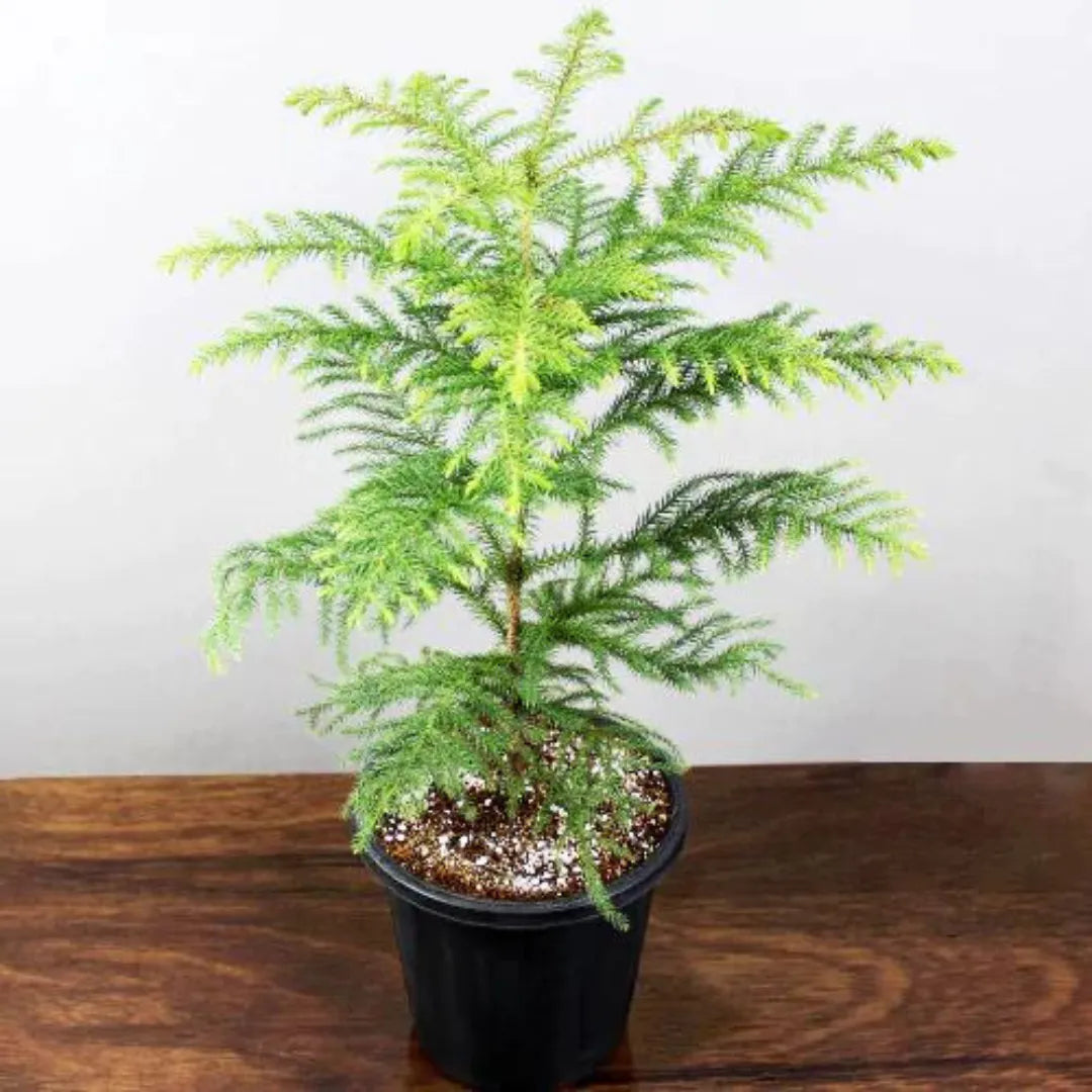 Araucaria columnaris Plant