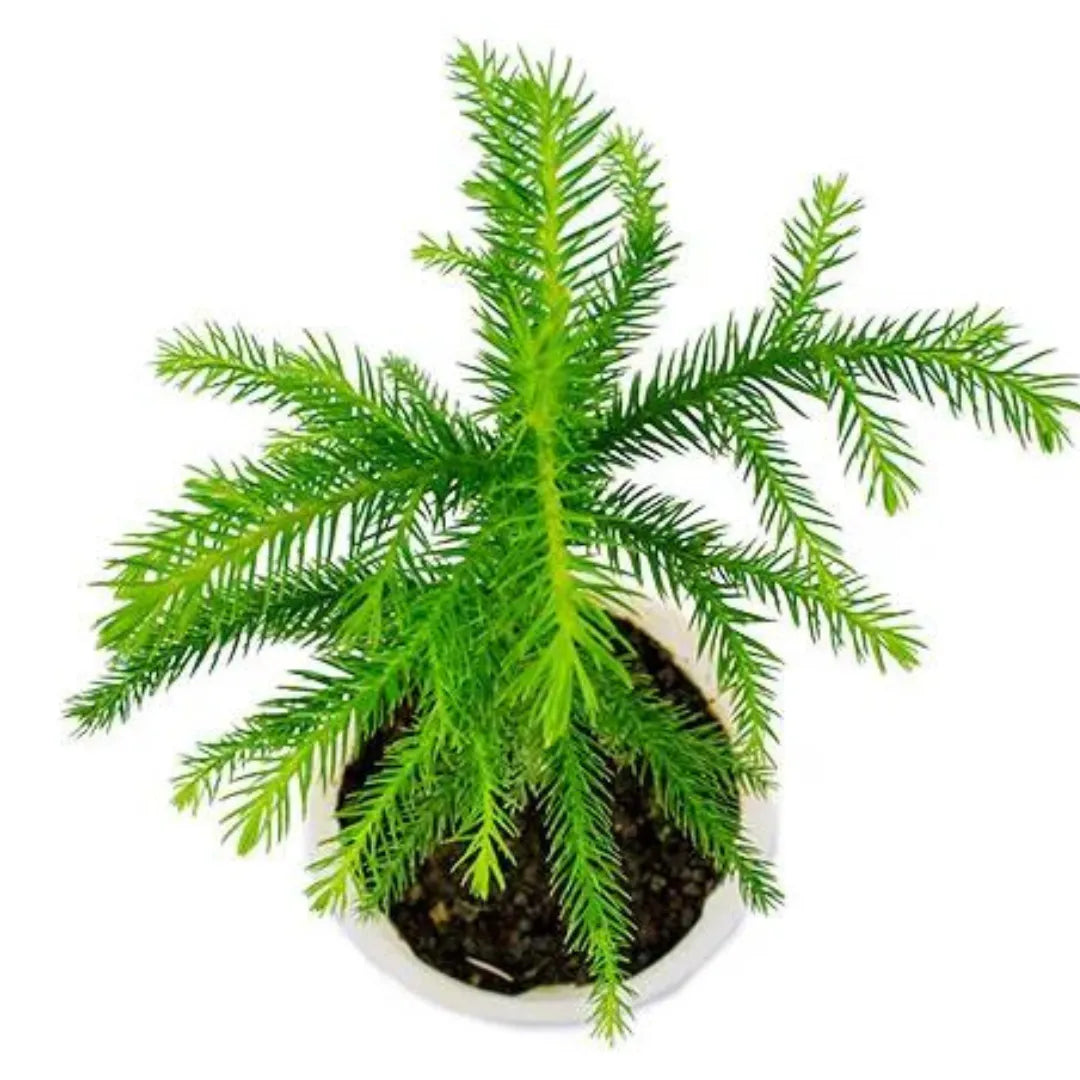 Christmas Tree Foliage Plant