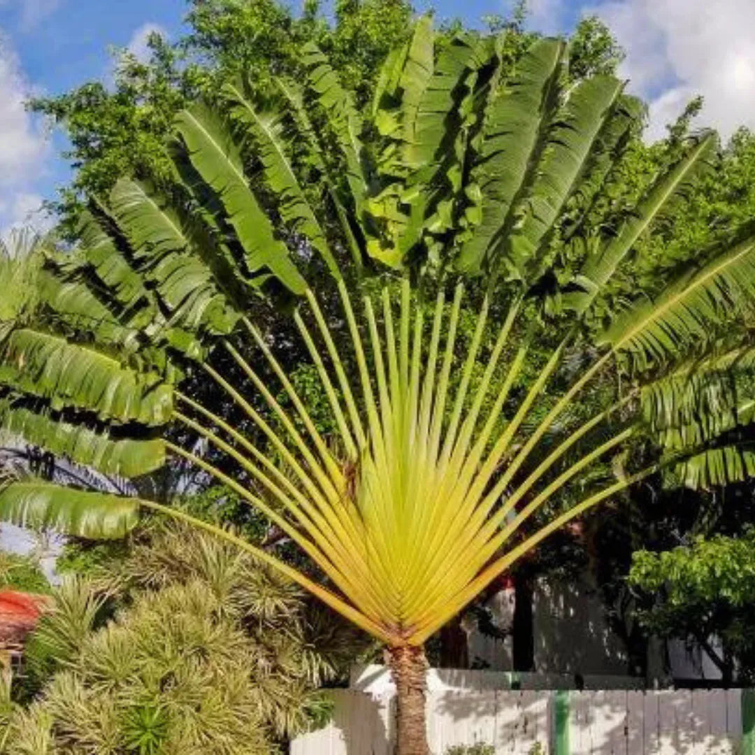 Buy Travellar Palm Plant - Lalit enterprise