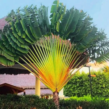 Travellar Palm Foliage Plant