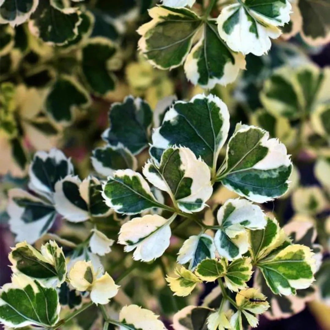 White Polyscias (Aralia) Foliage - Plant
