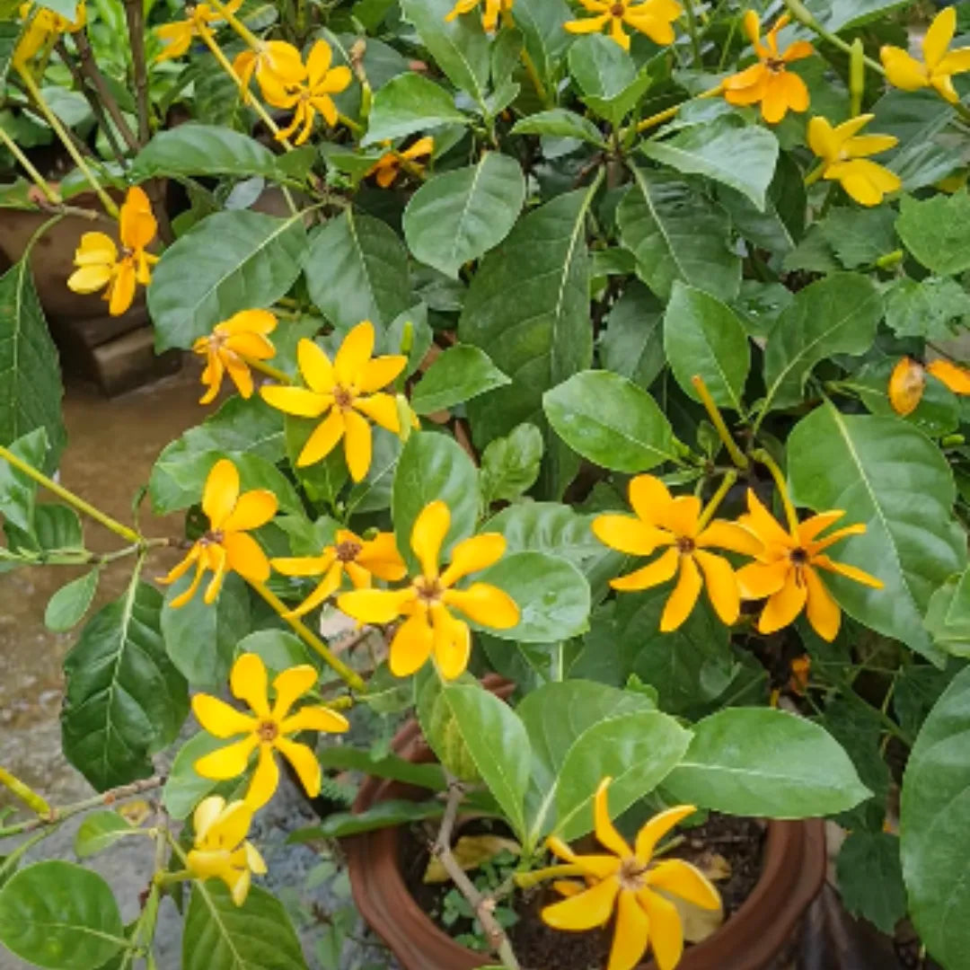 Buy Siam Golden Gardenia Plant - Lalit enterprise