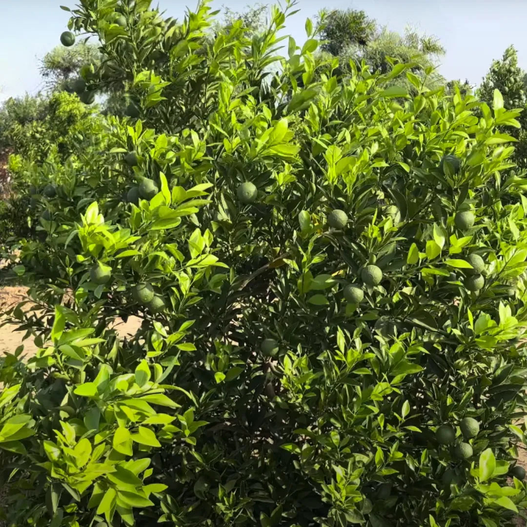 Citrus limetta Plant