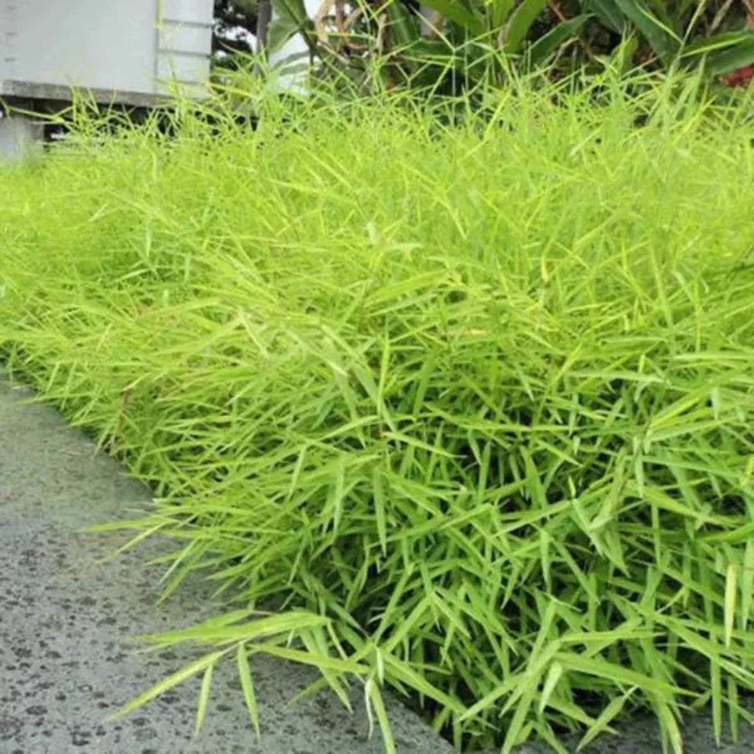 Bamboo Grass Foliage Plant