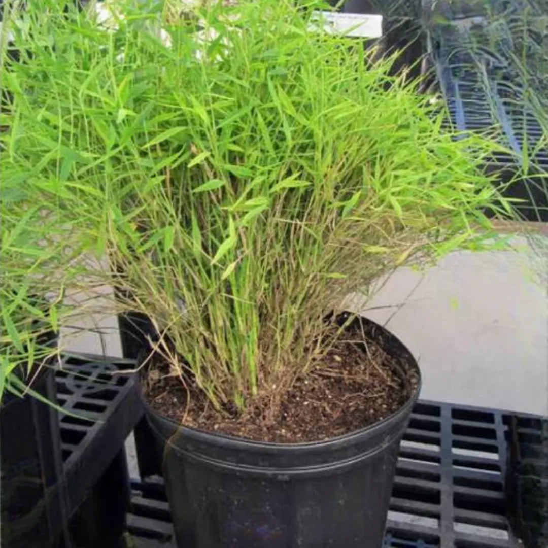 Pogonatherum paniceum - Plant