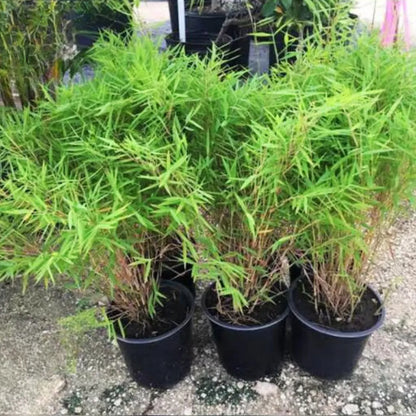 Bambusoideae Plant
