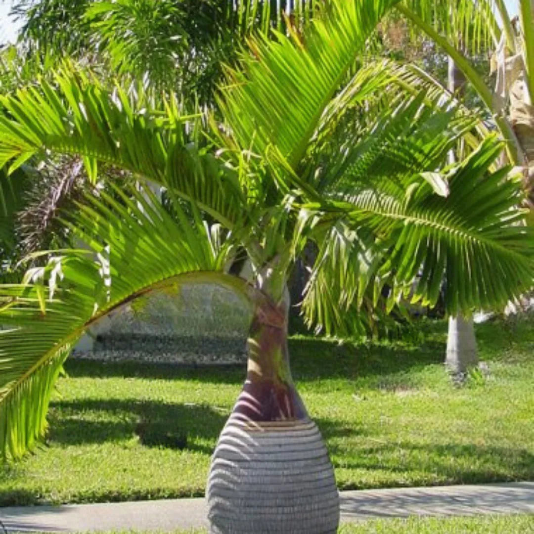 Buy Bottle Palm plant - Lalit enterprise