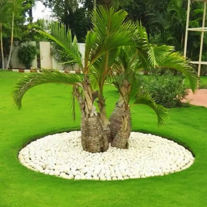 palmiste poison Plant