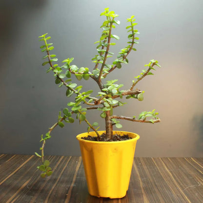 Buy Jade Green Plant - Lalit enterprise