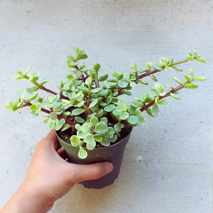 Miniature Jade Green Succulent Plant