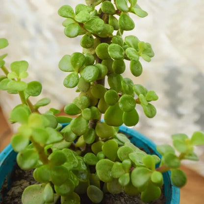 Miniature Crassula Ovata - Plant
