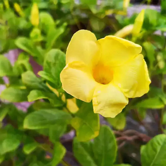 Buy Allamanda Creeper Plant - Lalit Enterprise