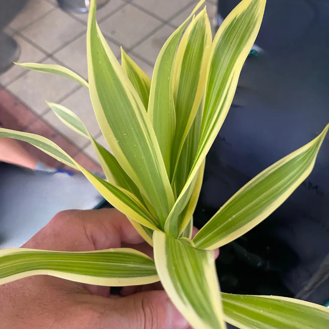 Dracaena Sanderiana Aurea Foliage Plant