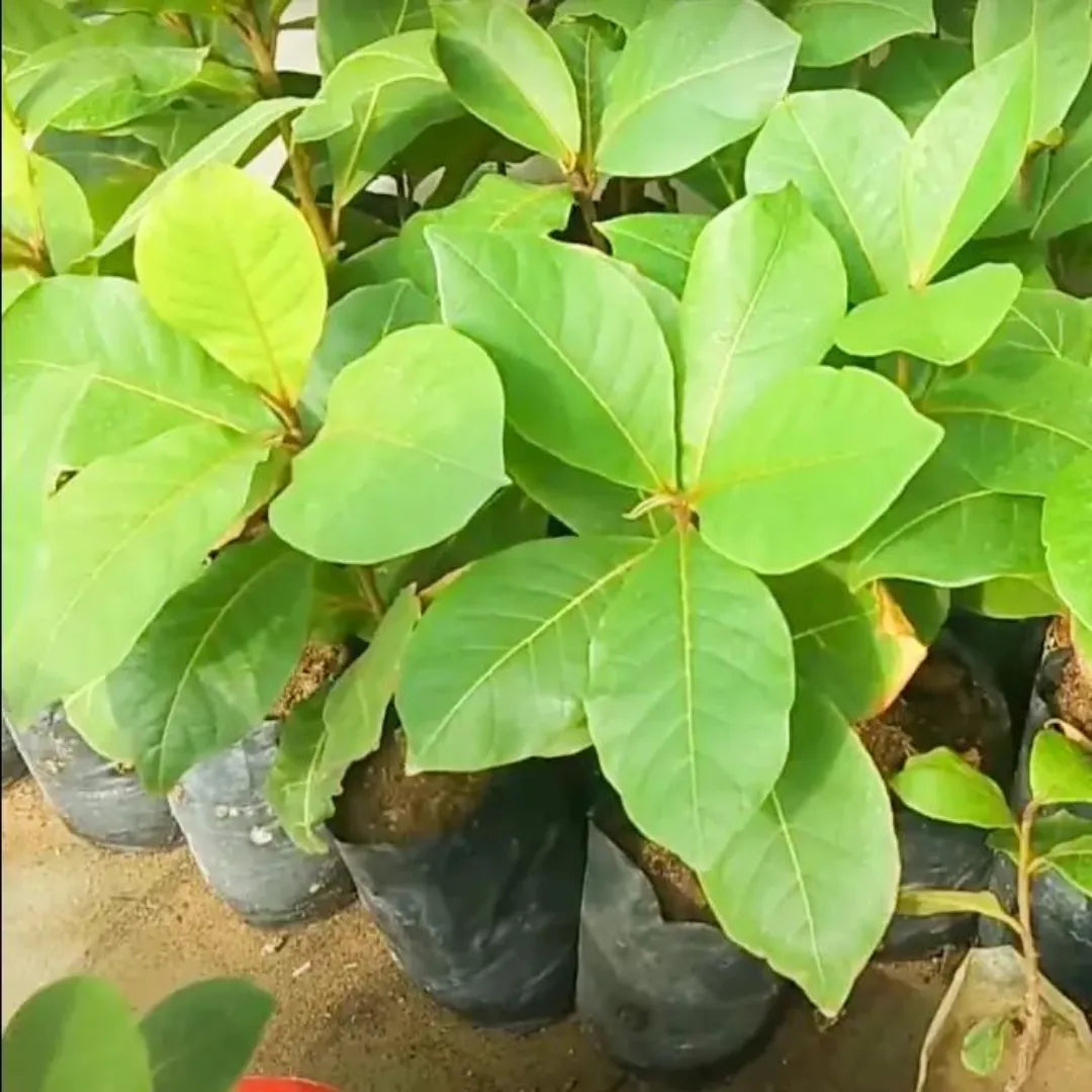 Terminalia Catappa Plant