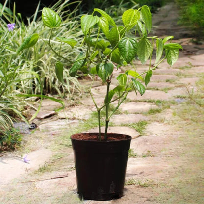 Buy Black Pepper Plant - Lalit enterprise