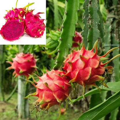Buy Red Dragon Fruit Plant - Lalit enterprise