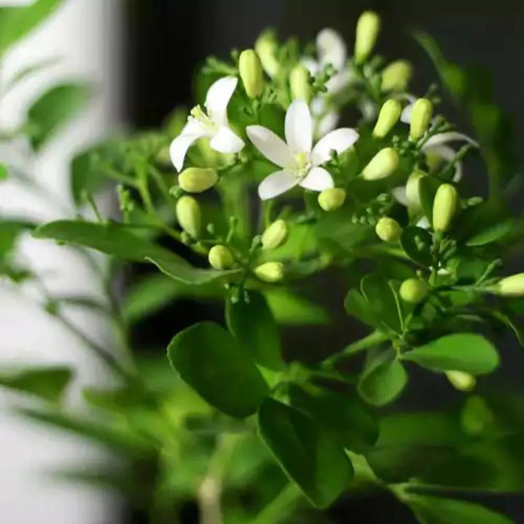 Murraya paniculata flower Plant