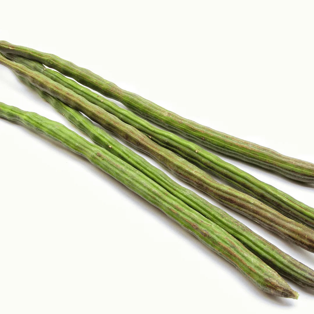 Buy Drumstick (Moringa Oleifera), Sehjan Plant online at Lalitenterprise