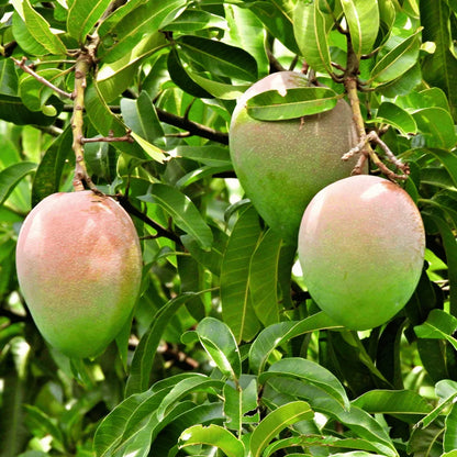 Buy Suvarnarekha Grafted Mango online at Lalitenterprise