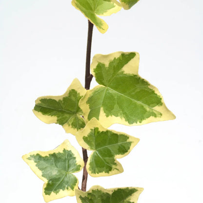 Buy English Ivy Variegated ( Hedera Helix) "Variegata" Plant online at Lalitenterprise