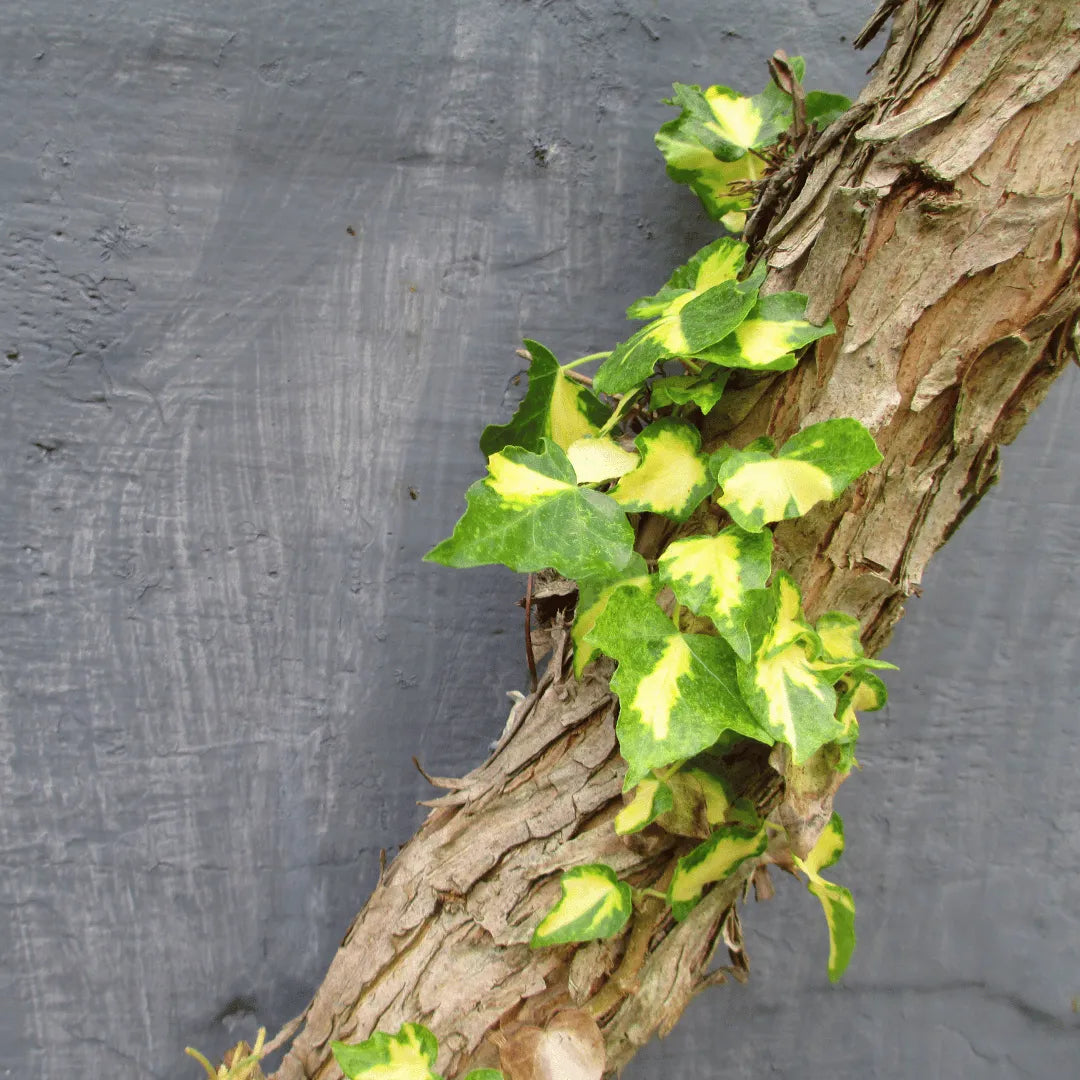 Buy English Ivy Variegated online at Lalitenterprise