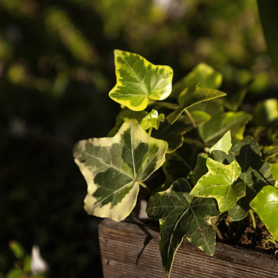 Buy English Ivy Variegated plant online at Lalitenterprise