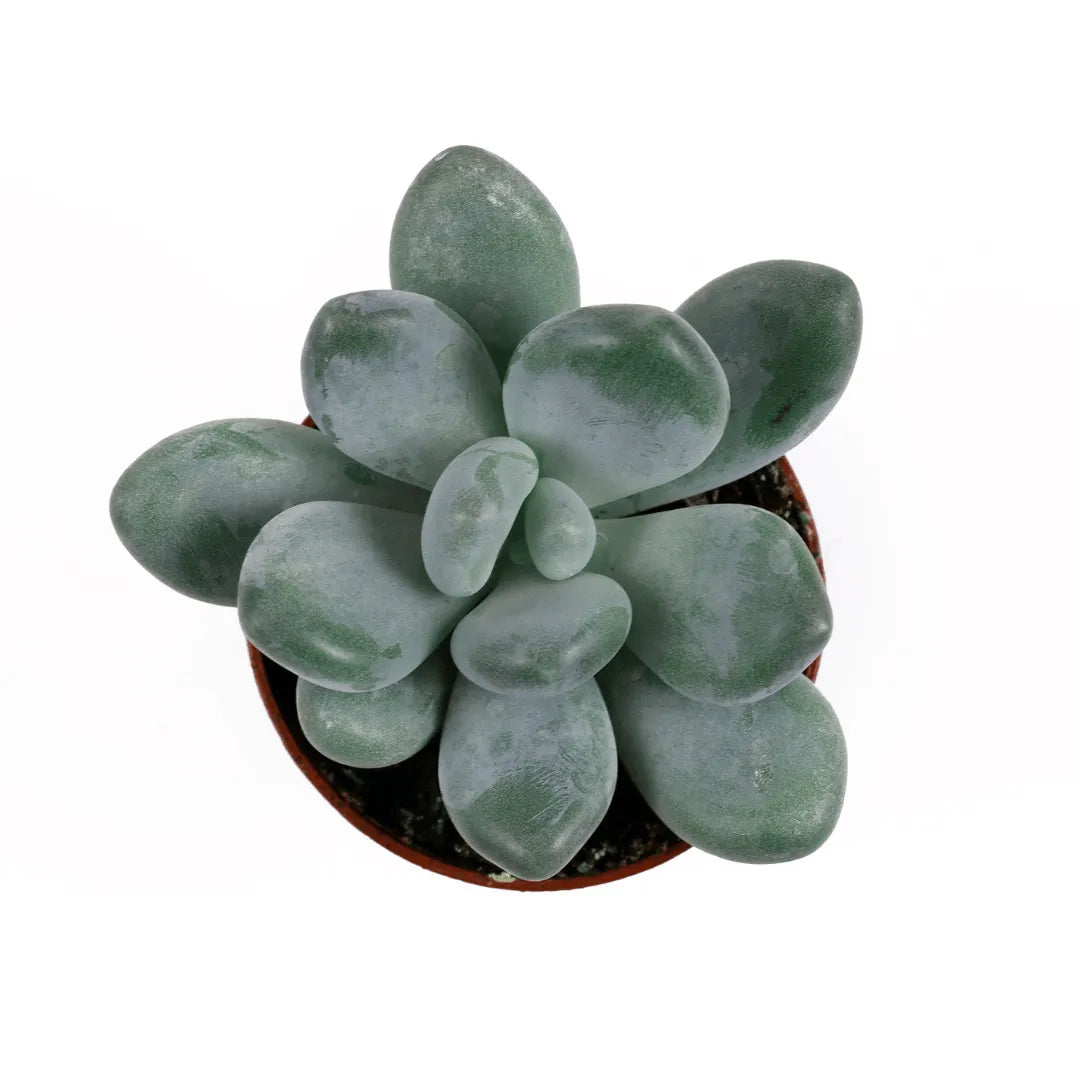 Buy Moonstone Succulent plant Online at Lalitenterprise