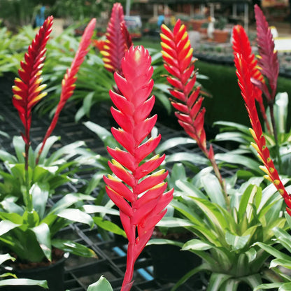 Buy Bromeliad (Vriesea Splendens Or Flaming Sword) Plant Online at Lalitenterprise