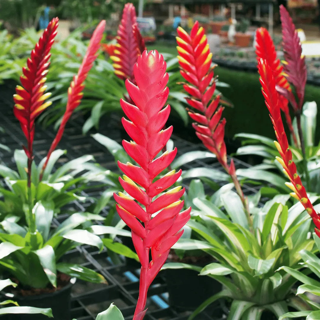 Buy Bromeliad (Vriesea Splendens Or Flaming Sword) Plant Online at Lalitenterprise