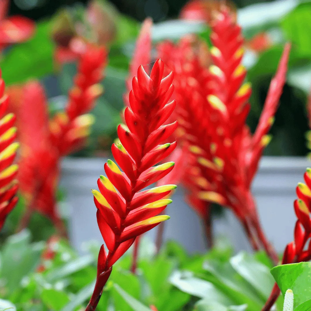 Buy Bromeliad (Vriesea Splendens Or Flaming Sword) Plant  Online at Lalitenterprise