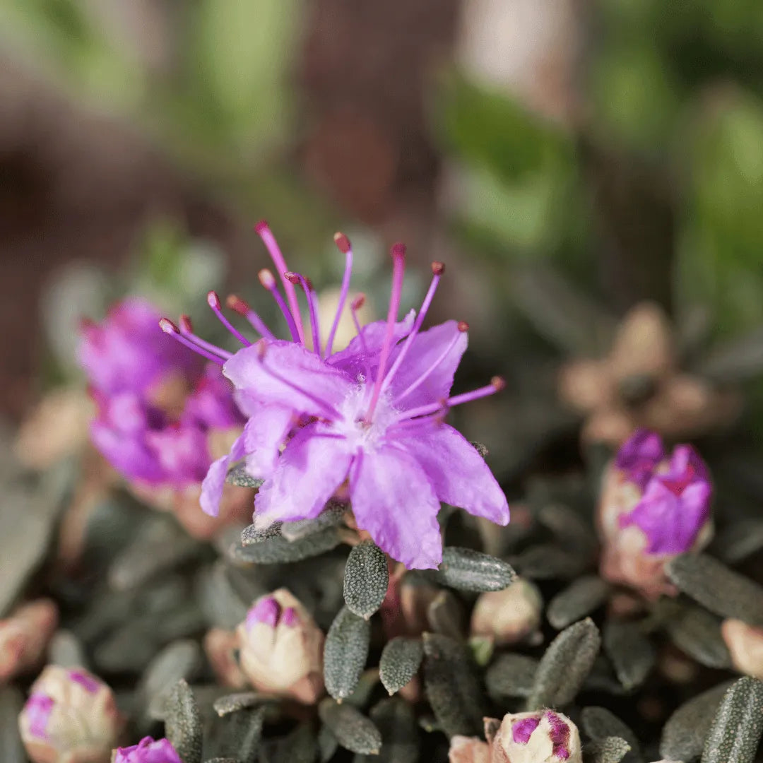 Buy Rhododendron atlanticum Plant Online at Lalitenterprise
