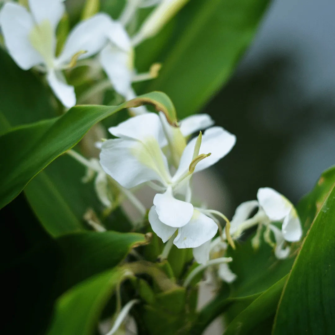 Buy Butterfly Ginger Lily Online at Lalitenterprise