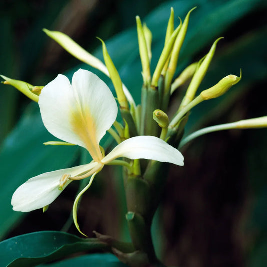 Buy Butterfly Ginger Lily (Hedychium coronarium) Plant online at Lalitenterprise