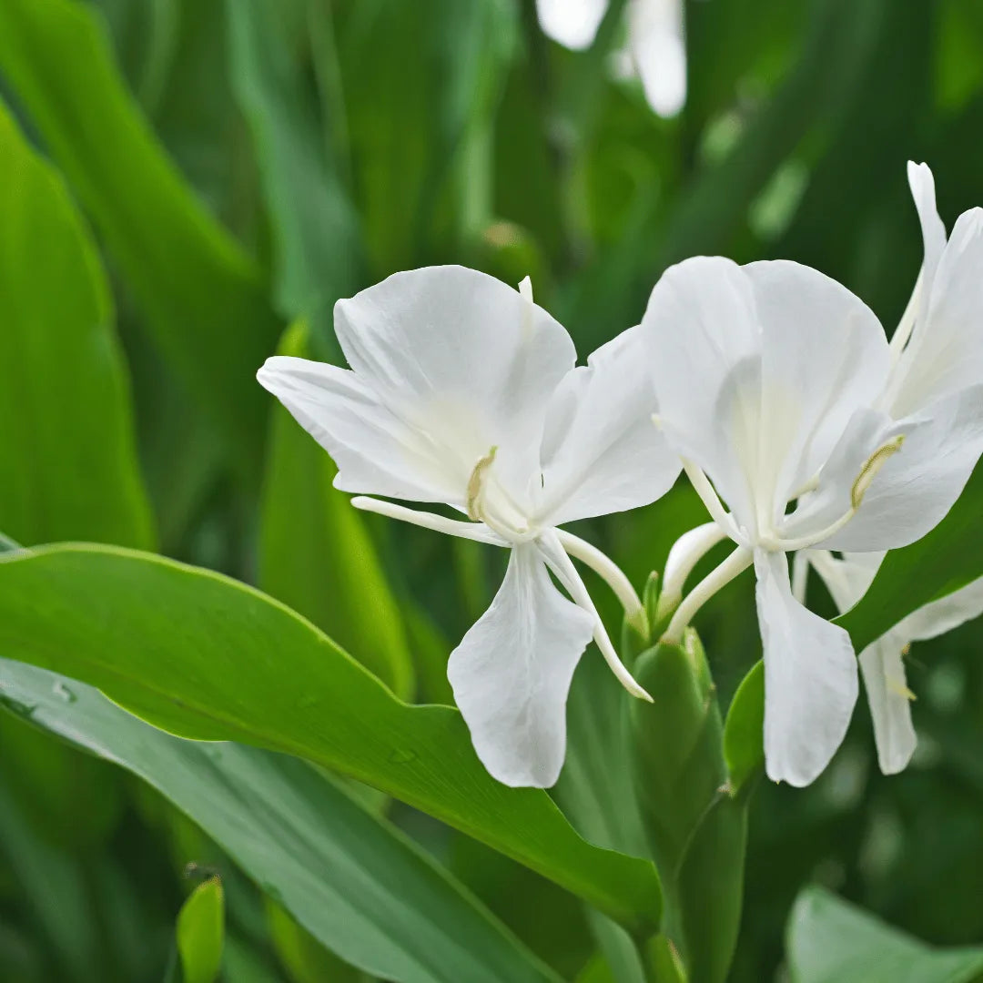 Butterfly Ginger Lily (Hedychium coronarium) Plant – Lalit Enterprise