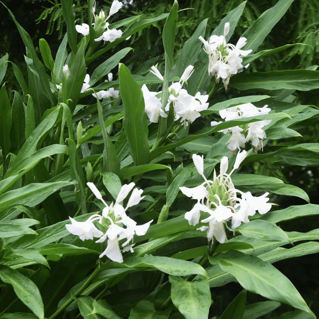 Buy Butterfly Ginger Lily (Hedychium coronarium) Plant Online at Lalitenterprise