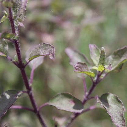 Buy Shyama Tulsi (Ocimum tenuiflorum) Plant Online at Lalitenterprise