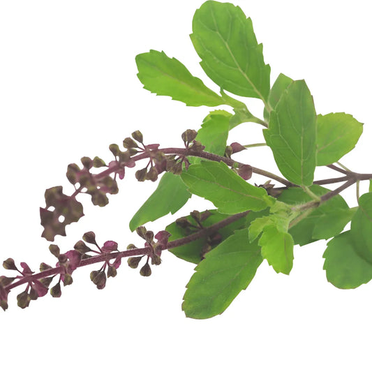 Rama Tulsi (Ocimum gratissimum)