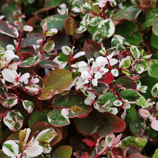 Buy Snowbush Plant Online at Lalitenterprise