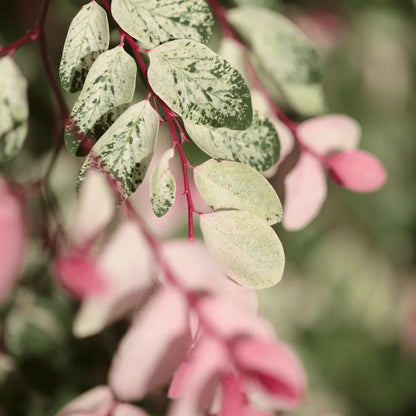 Snowbush (Breynia disticha) Plant