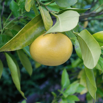 Buy Citrus × paradisi Plant Online at Lalitenterprise