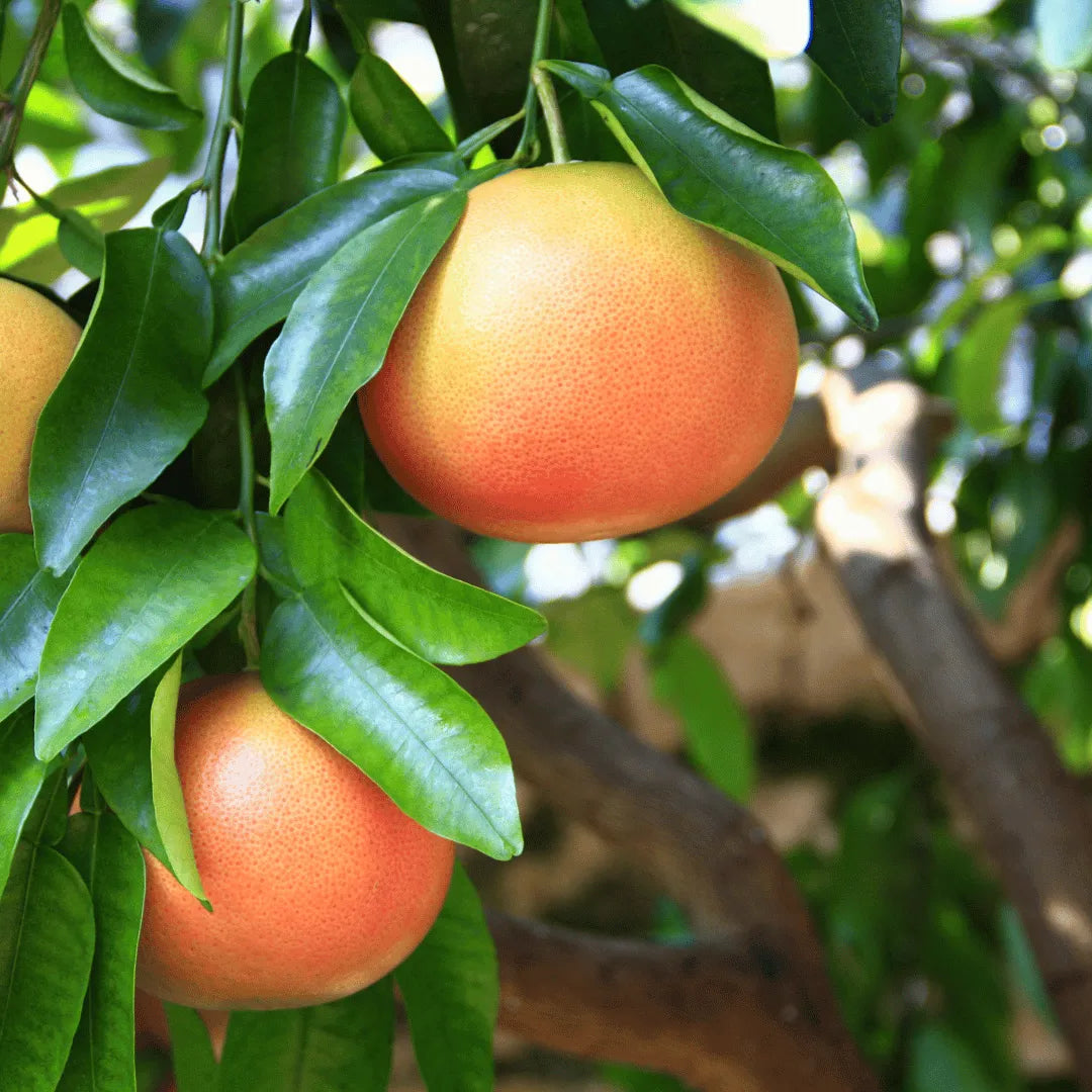 Buy Grapefruit (Citrus × paradisi) or Pomelo Plant Online at Lalitenterprise