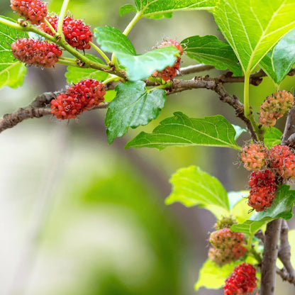 Buy Shahtoot, Mulberry Plant Online at Lalitenterprise