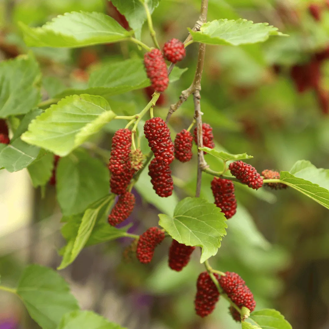 Buy Shahtoot, Mulberry (Morus Alba) Plant Online at Lalitenterprise