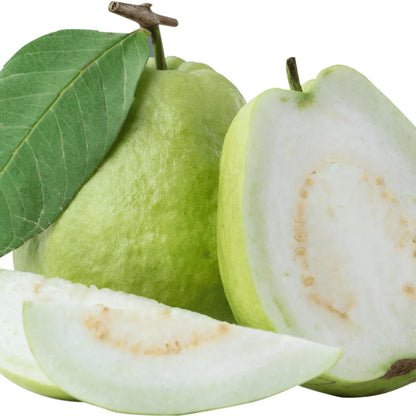 Buy Safeda Guava Plant Online at Lalitenterprise